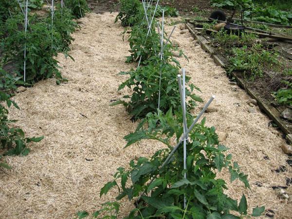 mulching en grønnsaksplaster