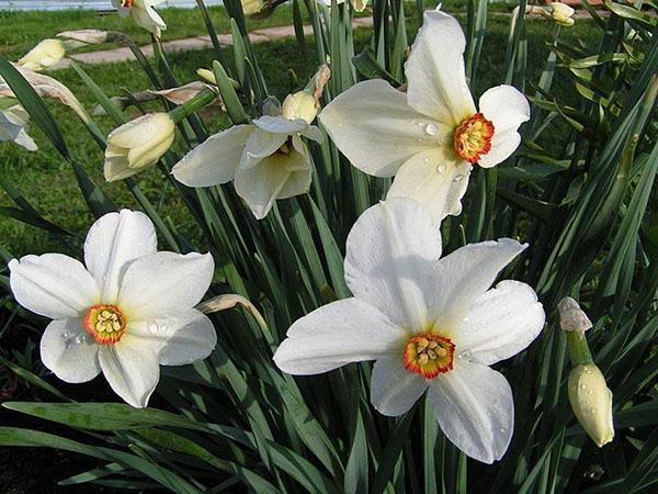 narcissus poetisk på nettstedet