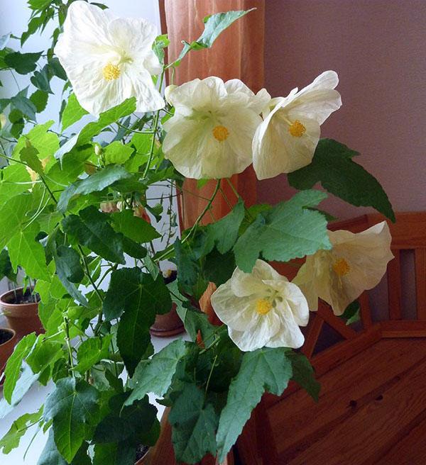 mild abutilon