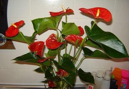 Anthurium kwitnie obficie