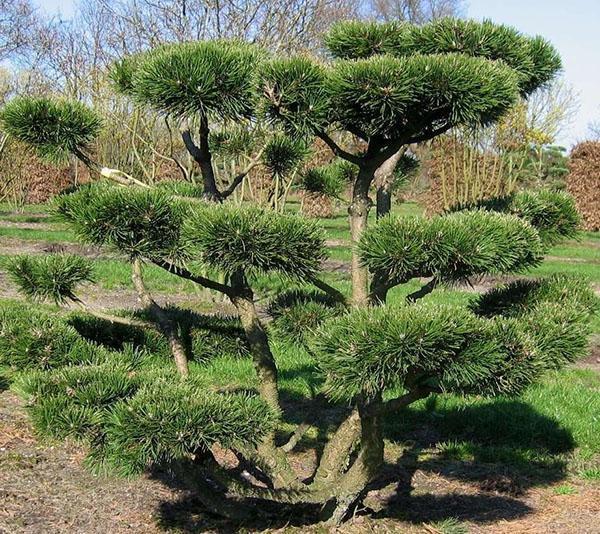 oryginalna sosna bonsai