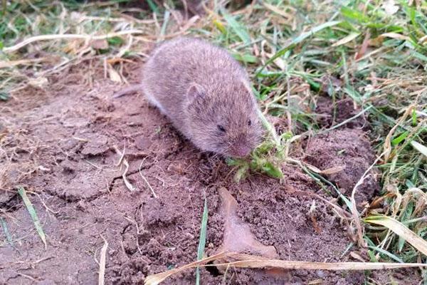 felt voles