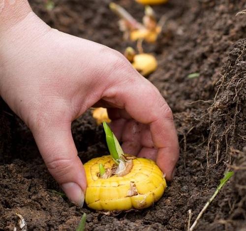 planting gladioli