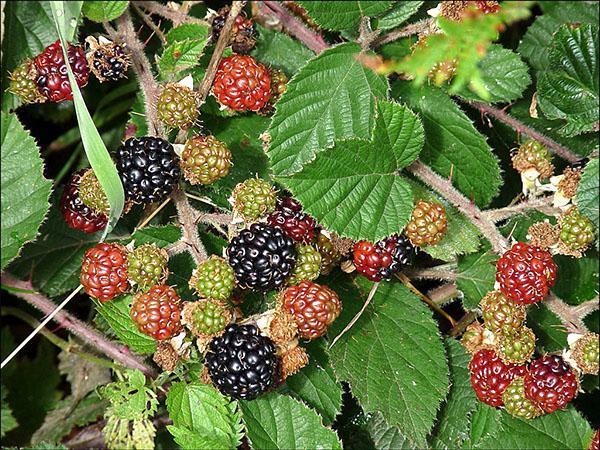 ผลเบอร์รี่สุกของผลไม้ชนิดหนึ่งที่เป็นพวง (Rubus fruticosus)