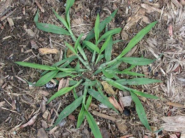 crabgrass