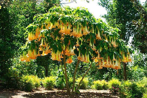 rozkvetlá zahradní brugmansia