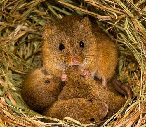 familie av mus voles