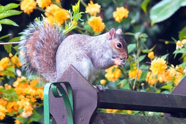 ekorn elsker frukt, grønnsaker og blomster