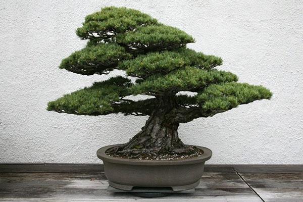 sosna bonsai