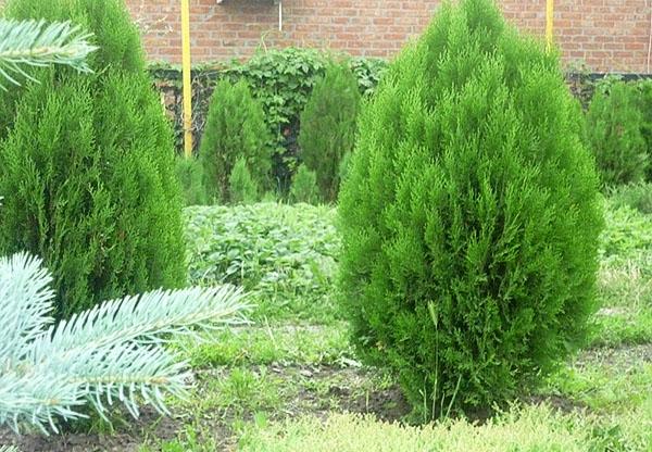 Thuja brabant ตะวันตก