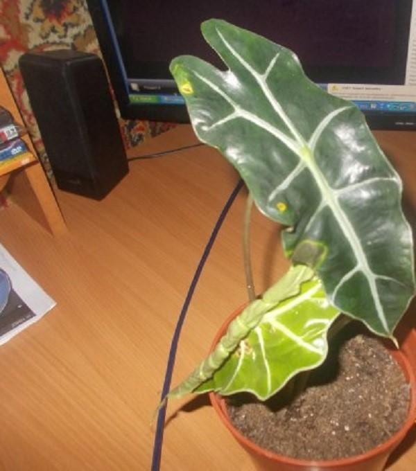 zlevněná alocasia