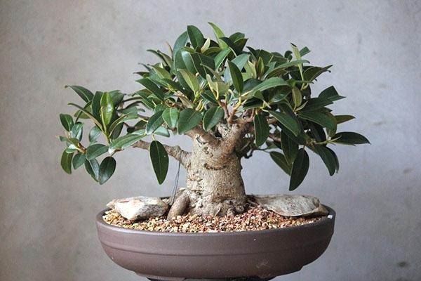 njega bonsai fikusa