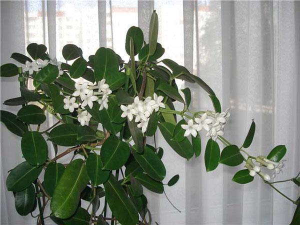 eviggrønn innendørs jasmin