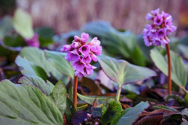 vårblomster badan