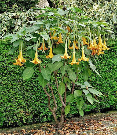 exotická brugmansia v zemi