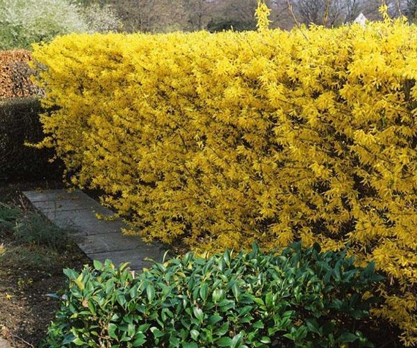 forsythia ป้องกันความเสี่ยง