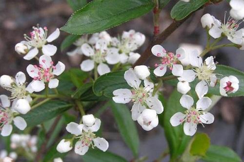 kwitnie aronia