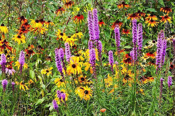 august duft av en blomsterhage