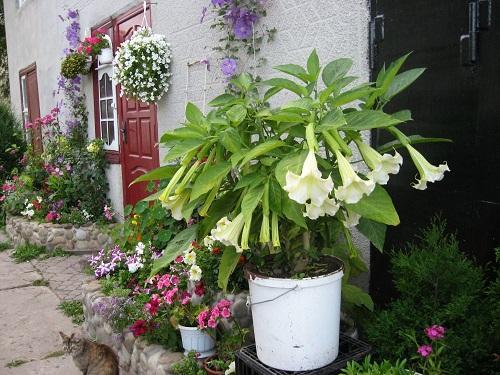 brugmansia w garnku