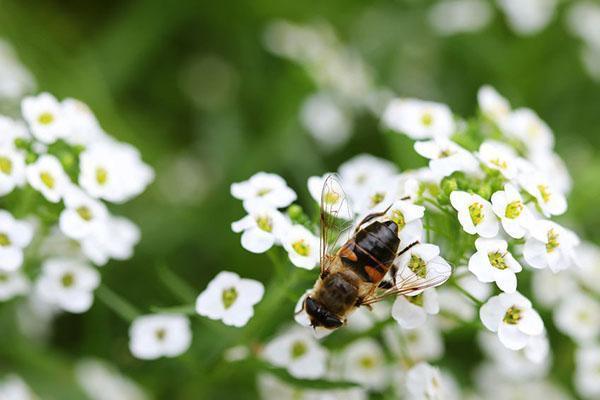 snøhvit alyssum