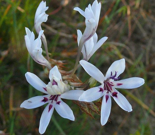 hvite babiana blomster