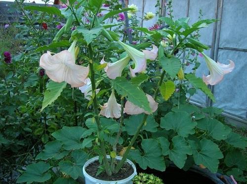 brugmansia