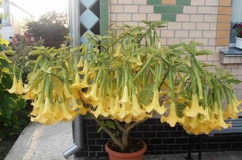 blomstrende brugmansia