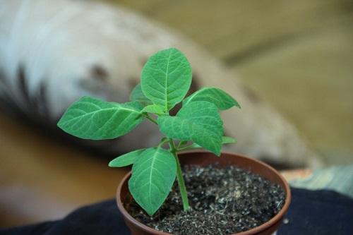 brugmansia fra frø