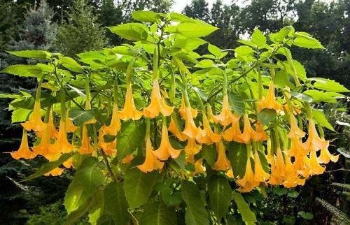 Brugmansia