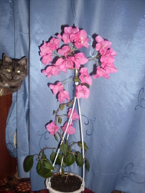 bougainvillea