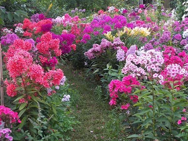 blomstrende floks i landet