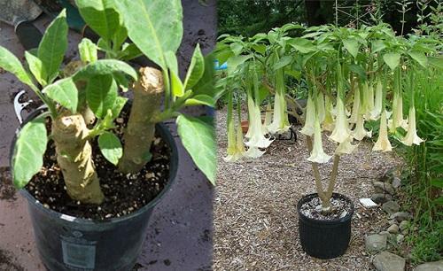 การปักชำ brugmansia