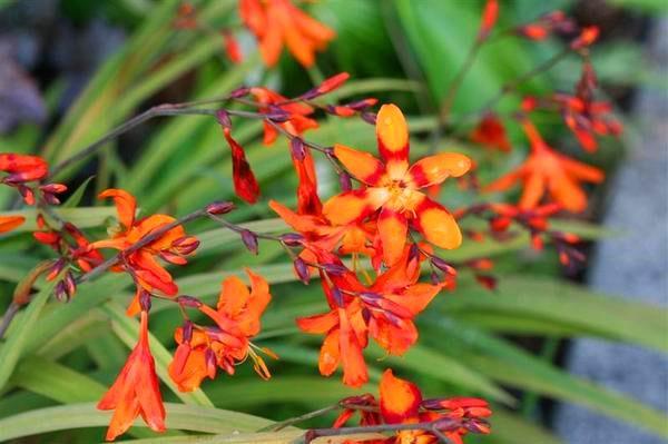 crocosmia บุปผาในสวน