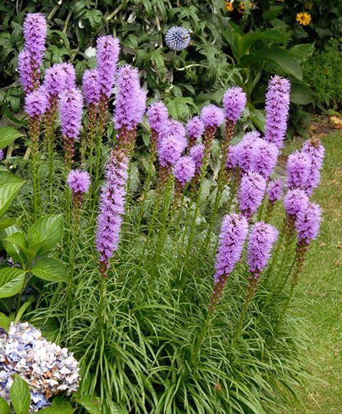 Liatris blomstrer i blomsterbedet