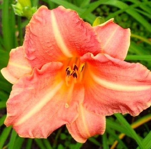 ดอกไม้ daylily