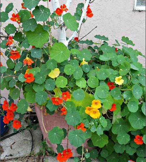 blomstrende nasturtium