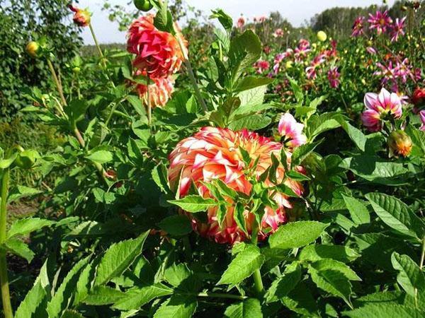 georginer blomstrer i landet