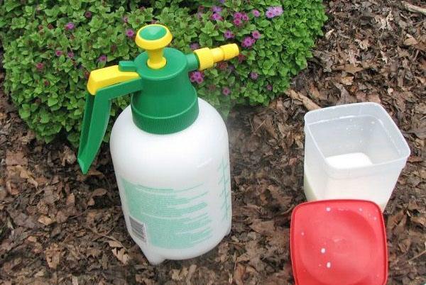 Kupfersulfat Verwendung im Garten im Frühjahr, Dosierung, Anleitung