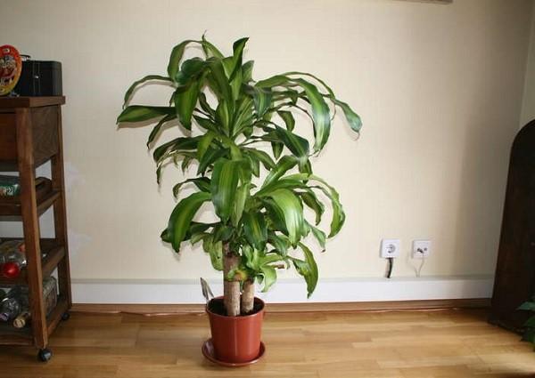 Dracaena Vonná v interiéru