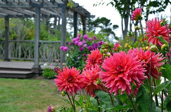 dahlias ใกล้ศาลา