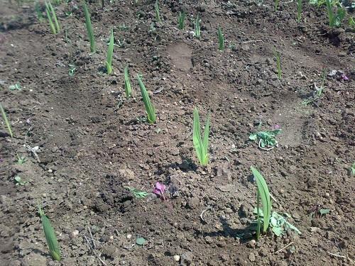 gladioler i hagen