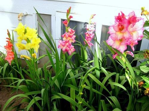 gladioler i hagen