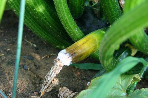 courgettefrukter råtner