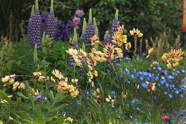 ixia i blomsterbedet