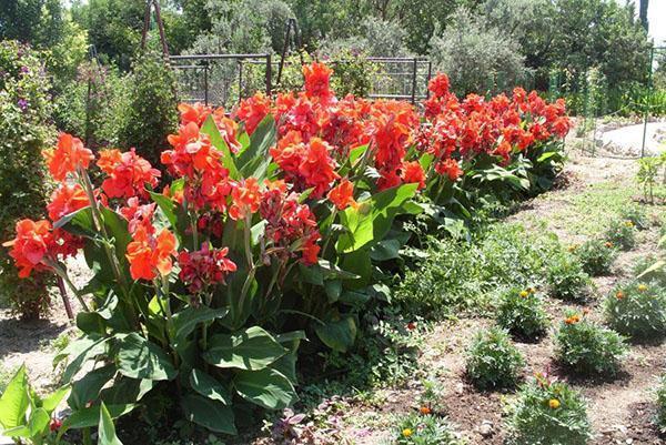 bokser i blomsterbedet