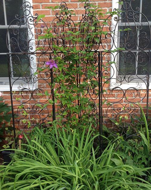 clematis på en smidd trellis