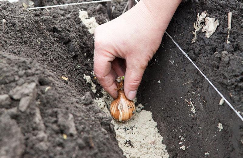 hvordan og når man skal plante tulipaner