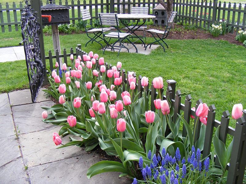 tulipanplantningssted