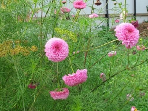 kosmeya i blomsterbedet