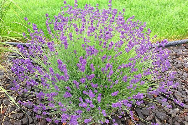 lavendel på sommerhuset